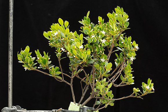 SIMMONDS_LC_Alyxia-buxifolia-1947