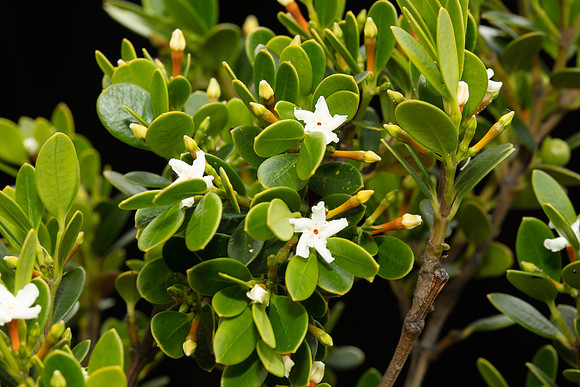 SIMMONDS_LC_Alyxia-buxifolia-1951_web