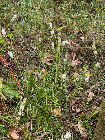 Simmonds_LC_Stackhousia_monogyna-8296_web