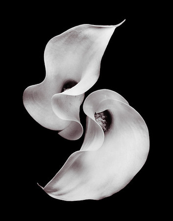 Pas de Deux Series