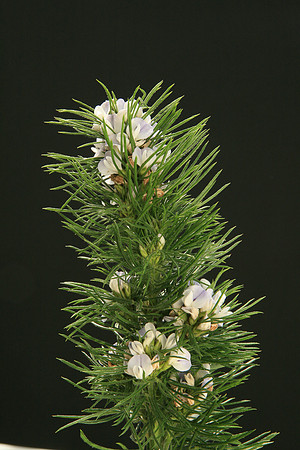 SIMMONDS_LC_Psoralea_pinnata_(Blue Psoralea)-6460_web