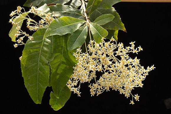 SIMMONDS_AST_Olearia_argophylla-9998