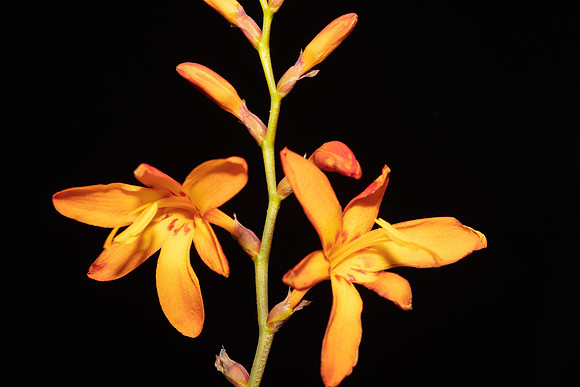 Simmonds_LC_Crocozmia_x_crocosmiiflora-2078_web