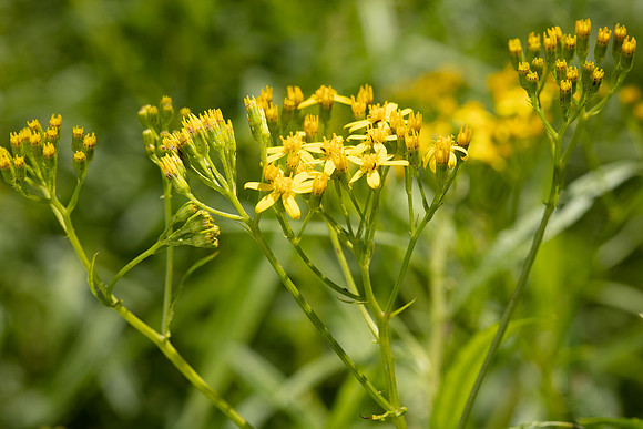 SIMMONDS_LC_Senecio_linearifolius-0081_web