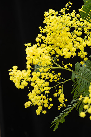 Simmonds_LC_Acacia_nanodealbata-3778