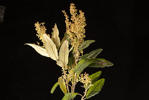 Simmonds_LC_Pomaderris-aspera-0025