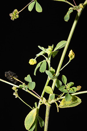Simmonds_LC_Medicago_lupulina_Black-Medic-2062