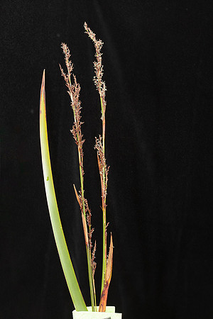 SIMMONDS_LC_Lepidosperma-elatius-2047_web