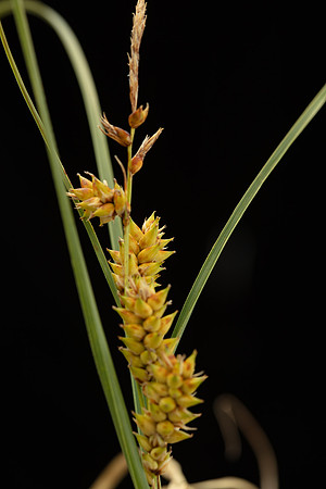 Simmonds_LC_Carex_pumila_Strand-Sedge-0996_web