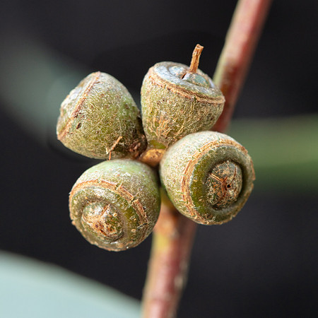 Simmonds_LC_Eucalyptus_aromaphloia-3225