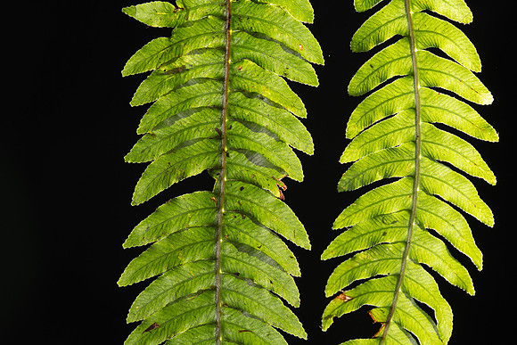SIMMONDS_LC_Blechnum_chambersii_(Lance_Waterfern)-8619
