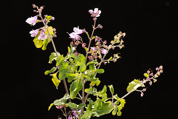 SIMMONDS_LAM_Prostanthera_melissi_folia-0027