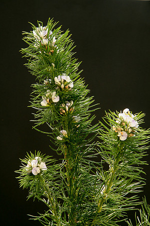 SIMMONDS_LC_Psoralea_pinnata_(Blue Psoralea)-6475_web