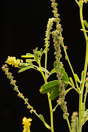 Simmonds_LC_Melilotus_indica_Melilot-0907_web