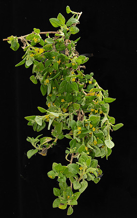 Simmonds_LC_Tetragonia_implexicoma-3844