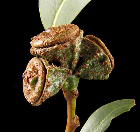 Eucalyptus globulus maybe pseudoglobulus LandcareNurseryApolloBay 6Aug2022 Fruit