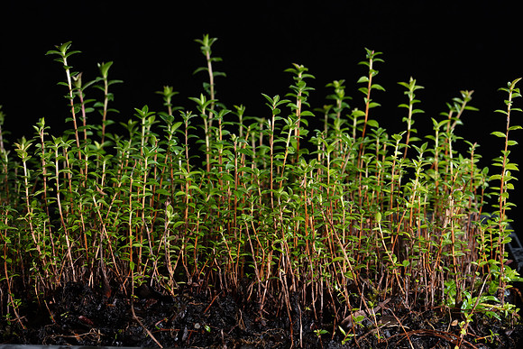 Simmonds_Leptospermum_scoparium_(Manuka)-9308