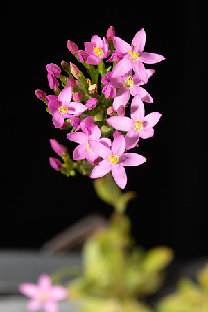Simmonds_LC_Centaurium-erythraea_common_sentaury-2059_web
