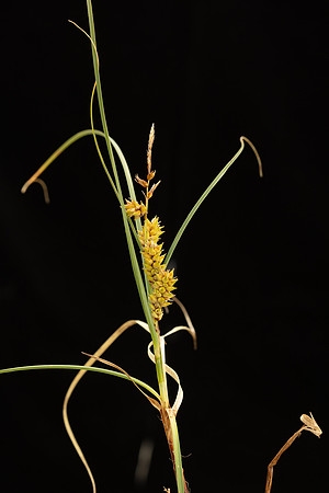 Simmonds_LC_Carex_pumila_Strand-Sedge-0993