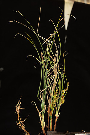 Simmonds_LC_Carex_pumila_Strand-Sedge-0985
