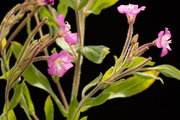 SIMMONDS_LC_Epilobium_hirsutum-2221