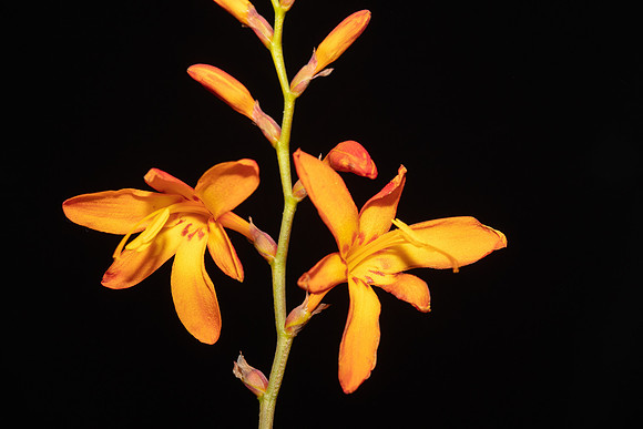 Simmonds_LC_Crocozmia_x_crocosmiiflora-2080