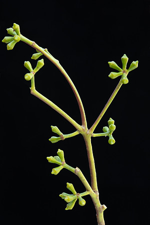 SIMMONDS_LC_Eucalyptus_ovata-2684