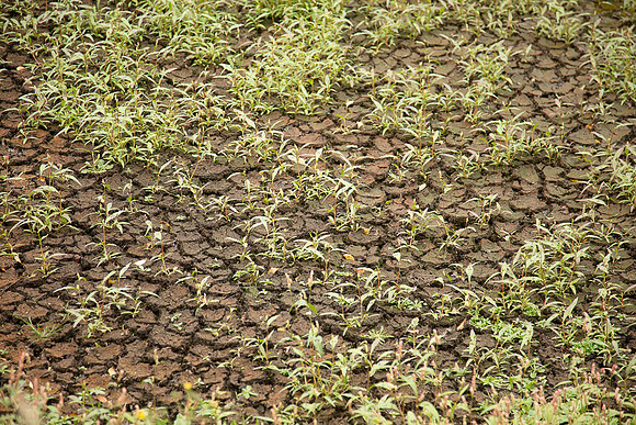 Simmonds_Dillon_Farm-3980_web