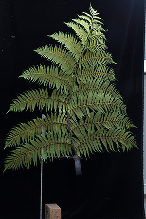 SIMMONDS_LC_Plants_Fern_Frond-9292