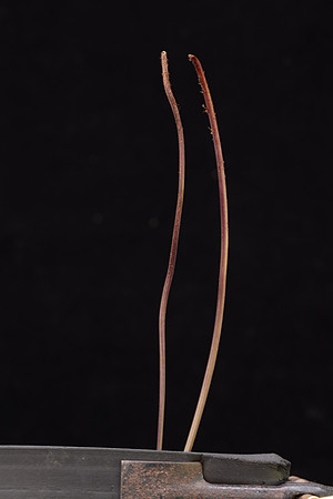 SIMMONDS_LC_Lastreopsis_acuminata(Shiny-shieldfern)-8605