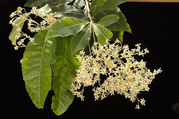 SIMMONDS_AST_Olearia_argophylla-0001