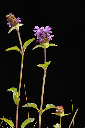SIMMONDS_LC_Prunella-vulgaris-2030