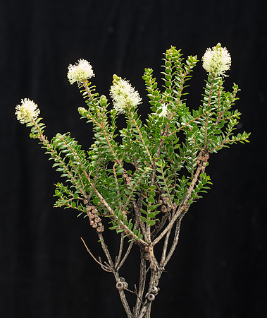 Simmonds_LC_Melaleuca_squarrosa-3661