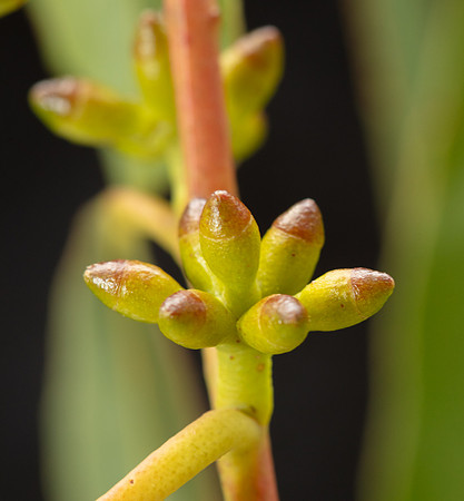 Simmonds_LC_Eucalyptus_aromaphloia ?-3221