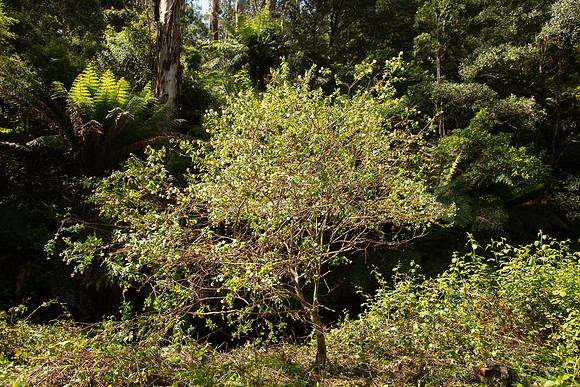 SIMMONDS_LC_PImelea_ligustrina-0217