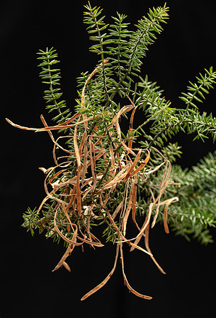 Simmonds_LC_Acacia_verticillata-1900