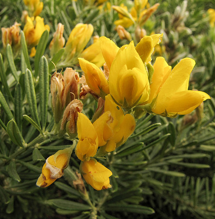 Genista linifolia GreatOceanRdMarengo 17Apr2021 Flowers (IC)