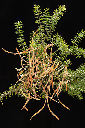 SIMMONDS_LC_Acacia-verticillata-1908_web