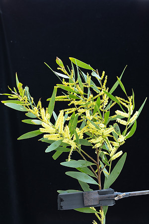 Simmonds_LC_Acacia_longifolia_ssp._sophorae-3722