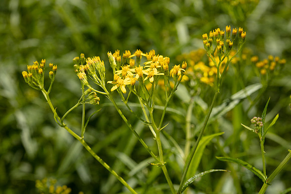 SIMMONDS_LC_Senecio_linearifolius-0087_web