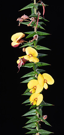 Simmonds_LC_Bossiaea_cordifolia-4977