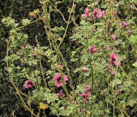 Malva arborea GambierStApolloBay 1Feb2021 Flowering branches (IC)