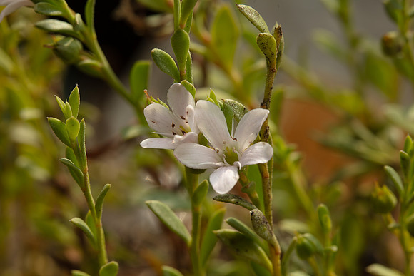 SIMMONDS_LC_Samolus-repens-1893_web