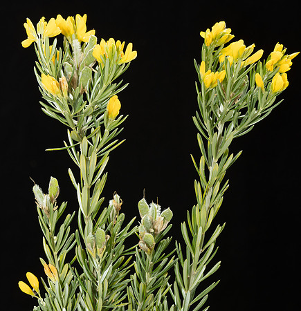 Simmonds_LC_Genista_linifolia-2907