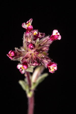SIMMONDS_LC_Bellardia_latifolia-0470