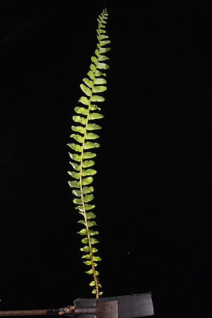 Simmonds_Blechnum_fluviatile-2-15