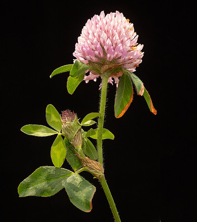 Simmonds_Trifolium_pratense(Red_clover)-2242