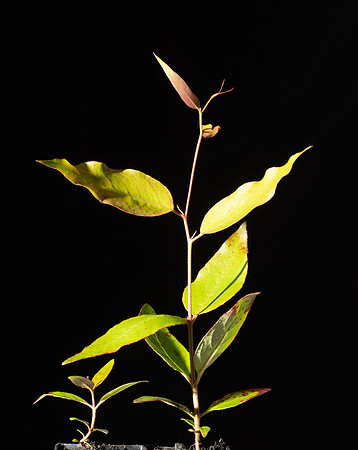 Simmonds_LC_Eucalyptus_Regnans_A-3008-6674