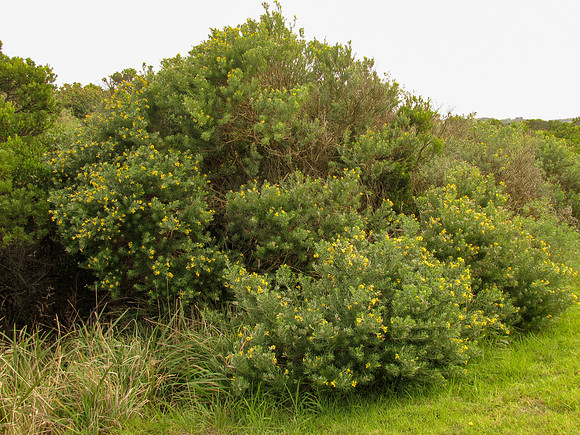 Genista linifolia GreatOceanRdMarengo 17Apr2021 Habit (IC)