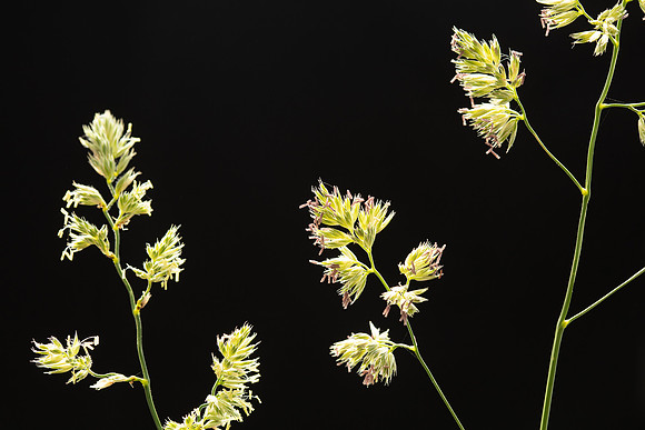 Simmonds_LC_Dactylis_glomerata_Coxfoot-0898